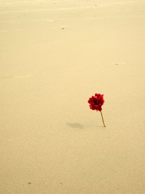 09.13.09::Rare beach flower