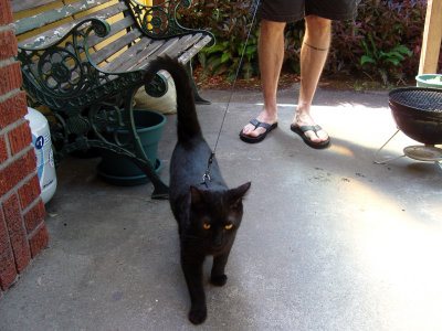 05.16.08::Catwalker