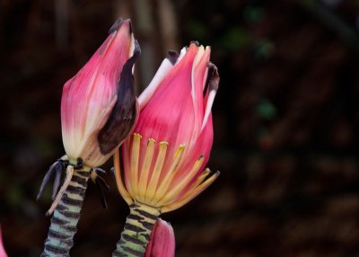 Banana Flower