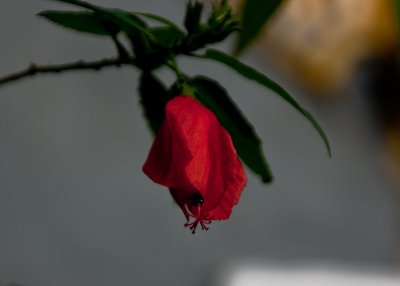 ền Ngọc Sn