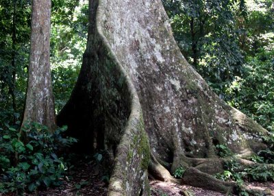 Ancient Tree at Cuc Phong National Park