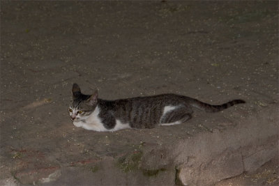 Temple Cat