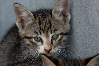 Cha Du Temple Cat