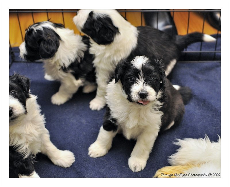 Baileys Puppies at 4 weeks