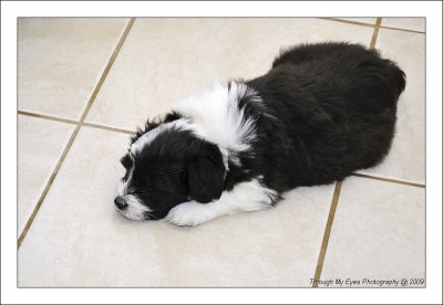 Baileys Puppy at 5 weeks