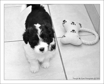 Bailey's Puppy at 5 weeks