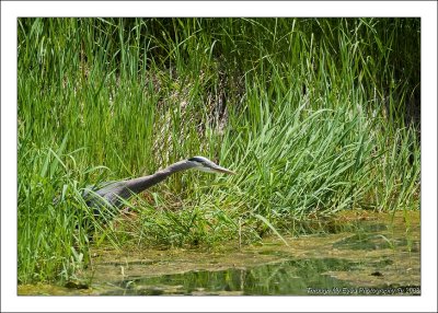 GREAT BLUE HERON RESERVE GALLERY