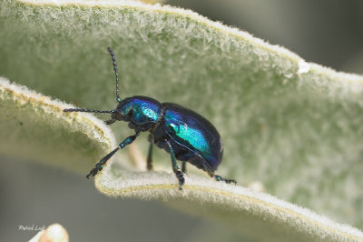 Chrysomelid Beetle