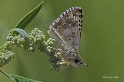 Checkered Skipper