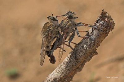 Robber Flies (Asilidae)