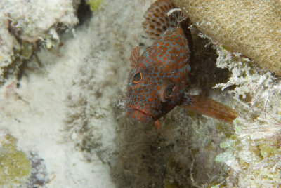 Redhind with Cleaner Shrimp