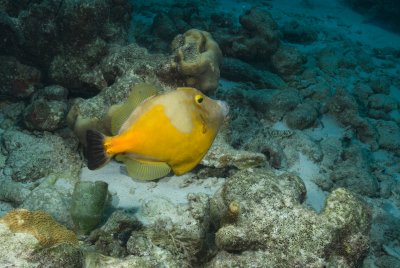Whitespotted Filefish ( Orange Phase )