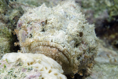 Scorpian Fish