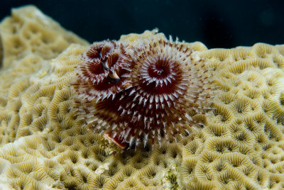 Christmas Tree Worm