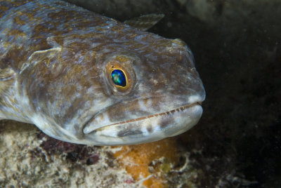 Lizard Fish