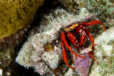 Red Reef Hermit Crabs