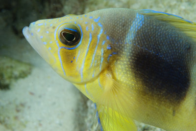 Barred Hamlet