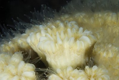 Ellipitical Star Coral