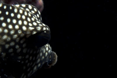 Smooth Trunkfish