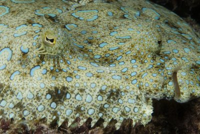 Peacock Flounder
