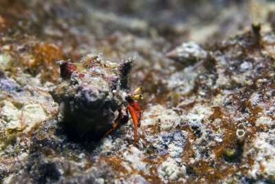 Red Reef Hermit Crab