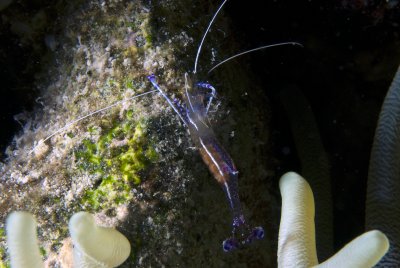 Pederson Cleaner Shrimp