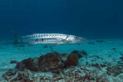 Barracuda