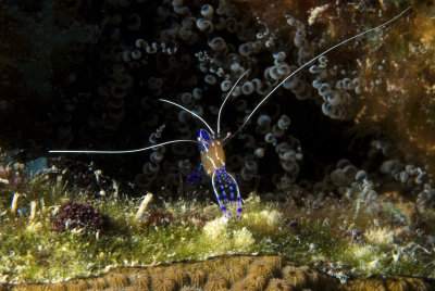 Pederson Cleaner Shrimp