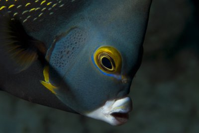 Bonaire Fish