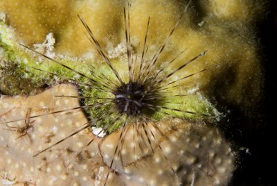 Baby Long-Spined Urchin