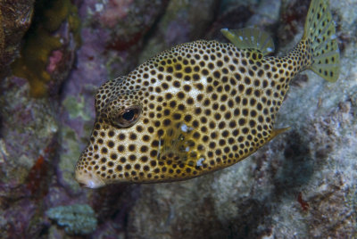 Spotted Trunkfish
