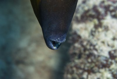 White Spotted File Fish