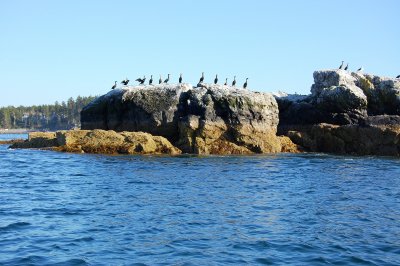 Cormorant Rock