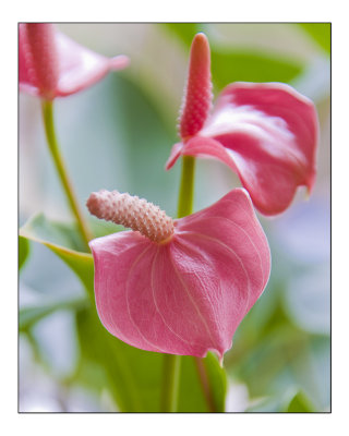 Pink and purple (flowers)