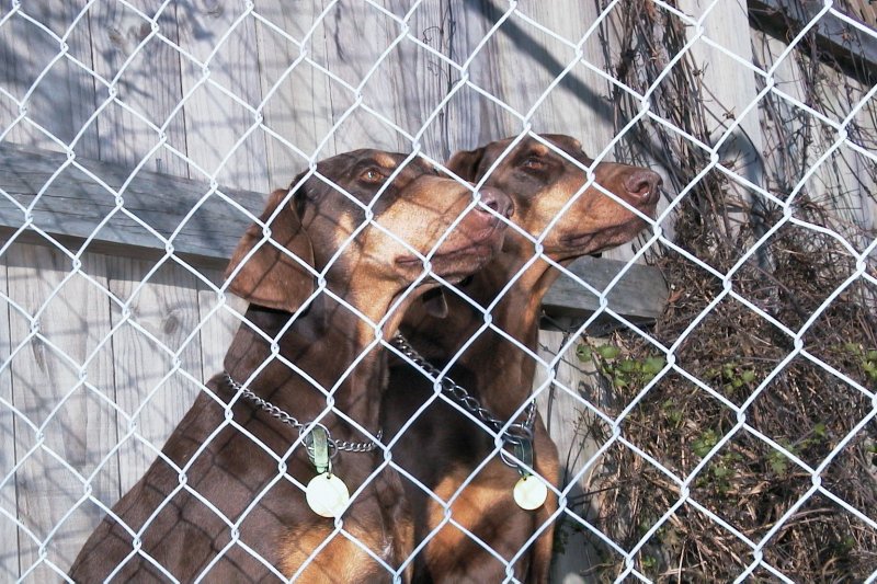 Kady  & Cody Dobermann