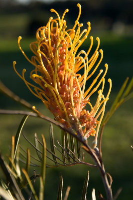 Grevillea Honey Gem 13/09