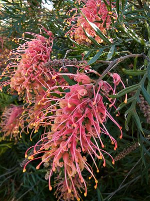 Grevillea Cascade 19/09