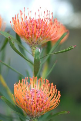 Pin Cushion Protea 22/09