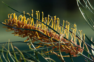 Grevillea 29/03