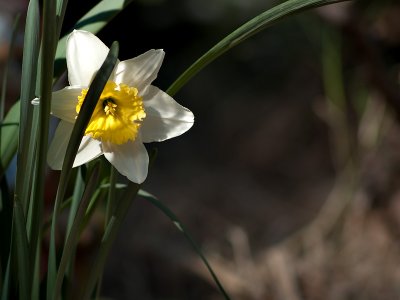 Coy Daffodil 23/08