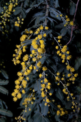 Wattle Day Approaches 22/07
