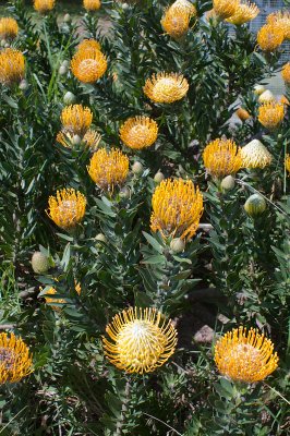 Protea 10/11