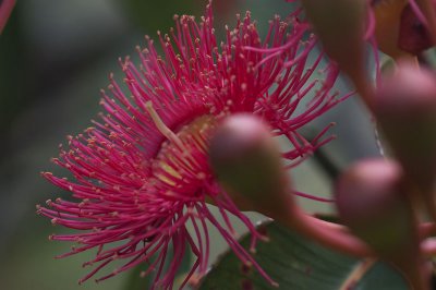 Red Flowering Gum