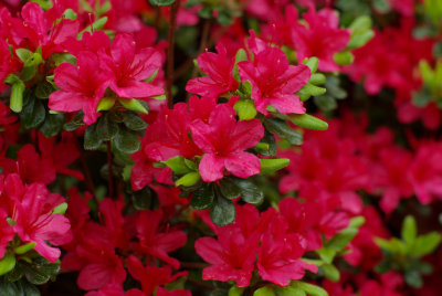 Azaleas - April 30, 2009