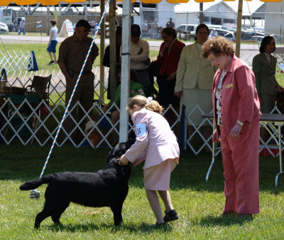 Junior Showmanship