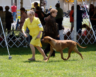 Rhodesian Ridgeback Breed Judging