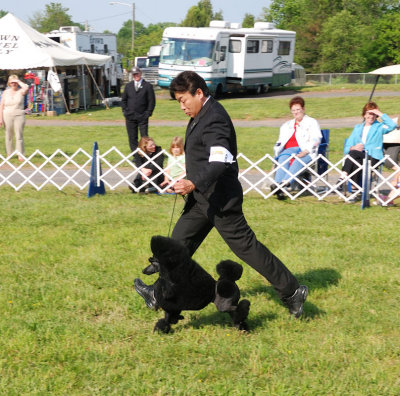 Miniature Poodle