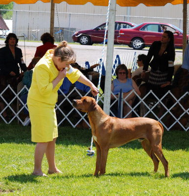 Rhodesian Ridgeback