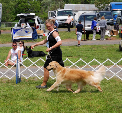 Golden Retriever
