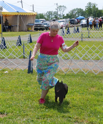 Schipperke